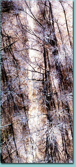 Winter Trees